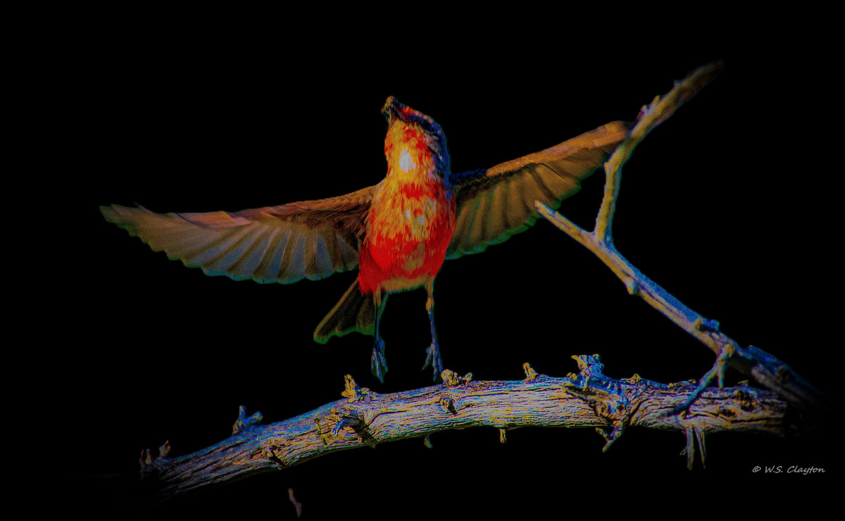Vermilion Flycatcher Noir — Limited Edition Fine Art Print #/50
