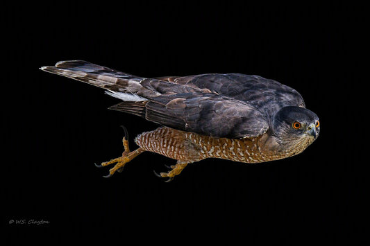 Cooper's Hawk Noir — Limited Edition Fine Art Digital Print
