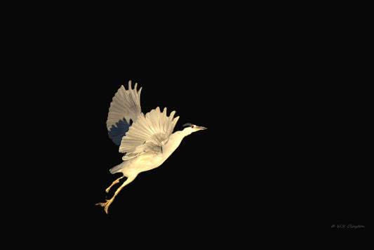 Grey Heron in Flight Noir — Limited Edition Fine Art Print #/50