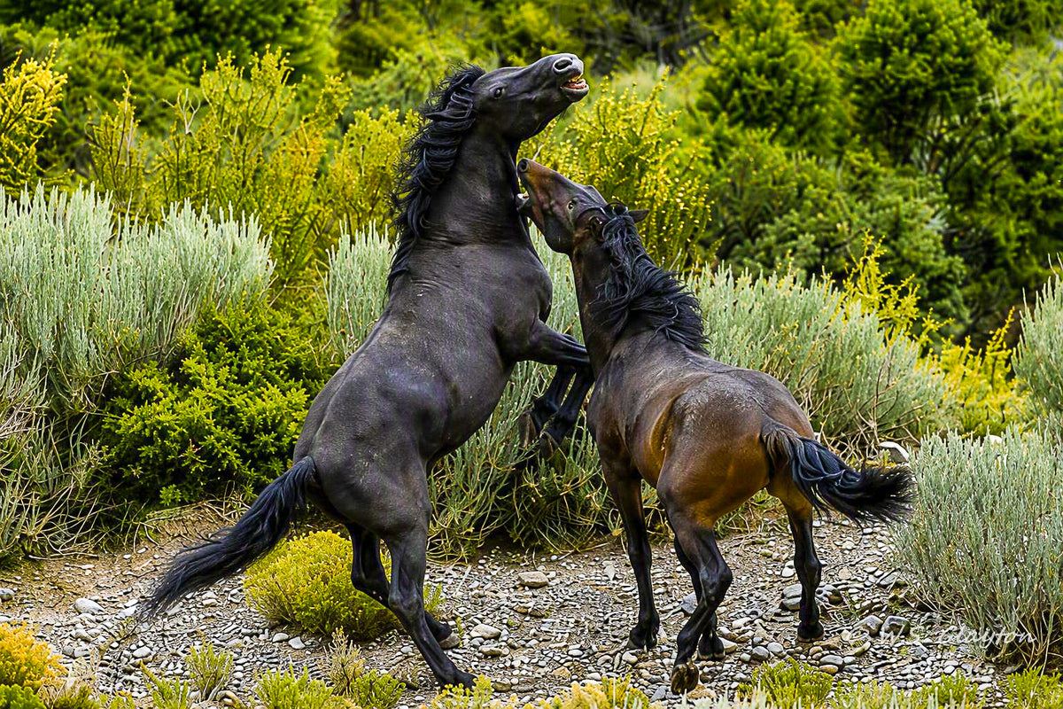 Wild Spirits Rising