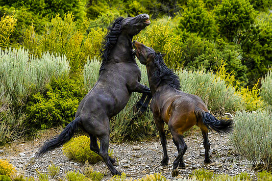 Wild Spirits Rising
