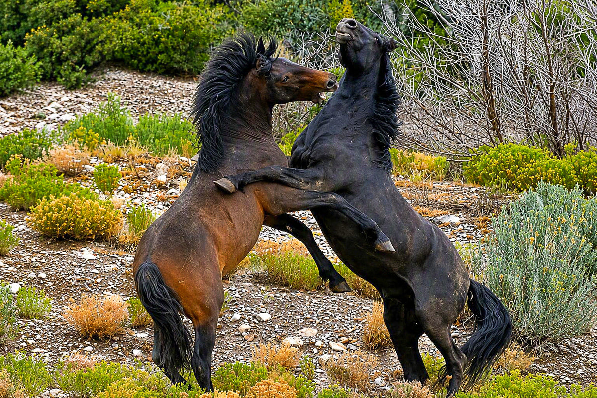 Wild Spirits Rising