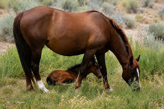 A brown horse standing in tall green grass while a smaller foal lies underneath, with a natural outdoor landscape in the background.