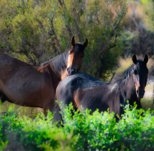 Nevada Wild Mustangs — Tender Moment