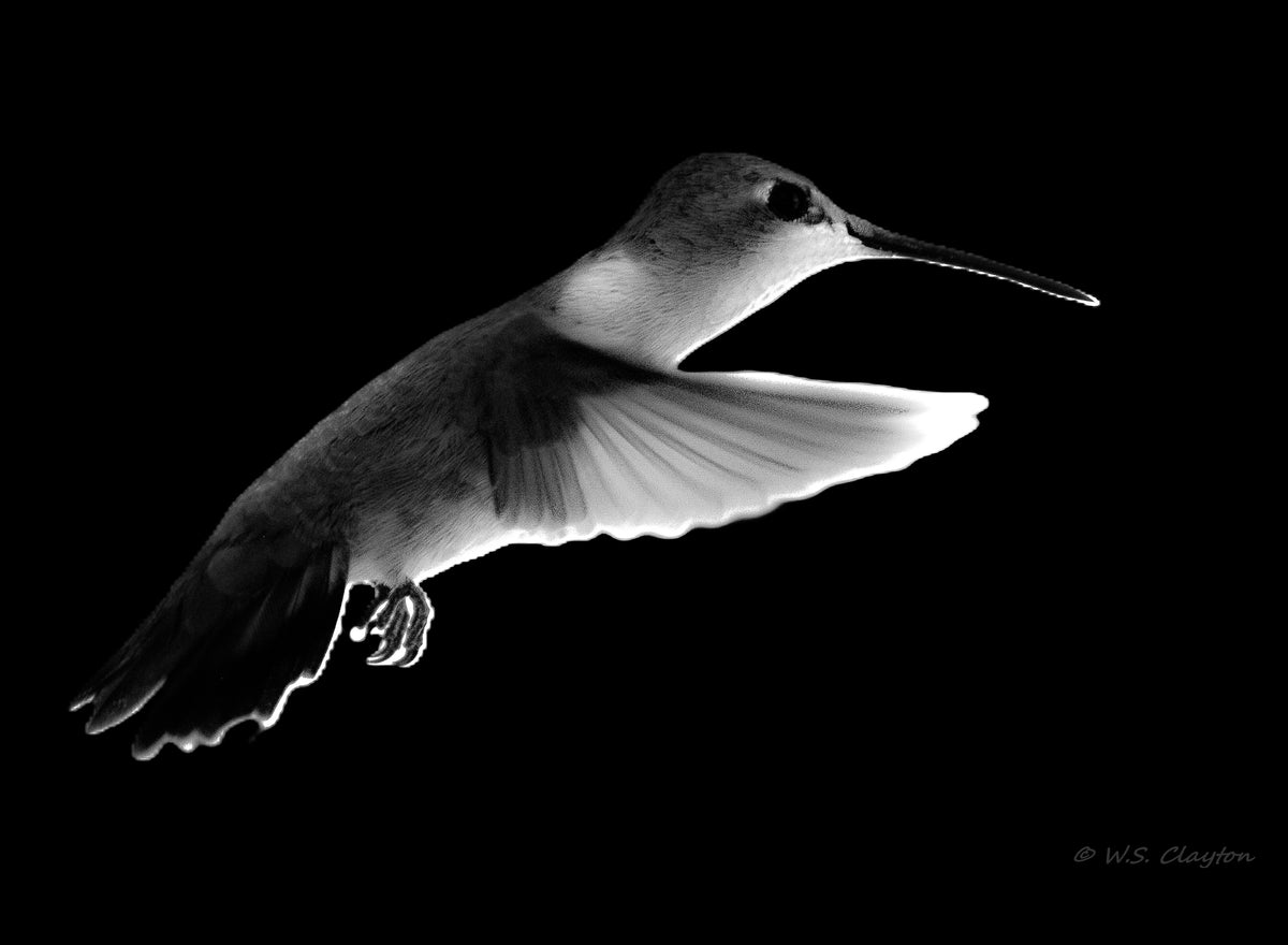 Hummingbird in Flight Noir - Limited Edition Fine Art Print #/50