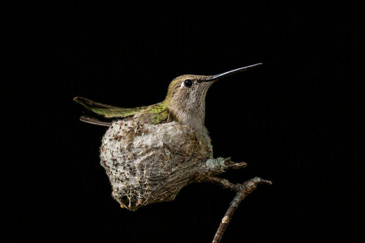 Hummingbird Noir — Limited Edition Fine Art Print #/50