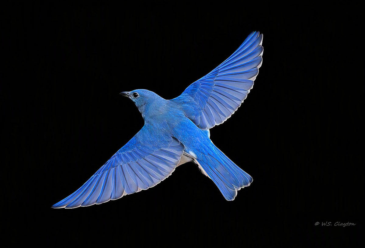 Mountain Bluebird Noir limited edition fine art print #/50