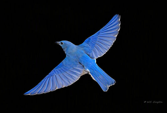 Mountain Bluebird Noir limited edition fine art print #/50
