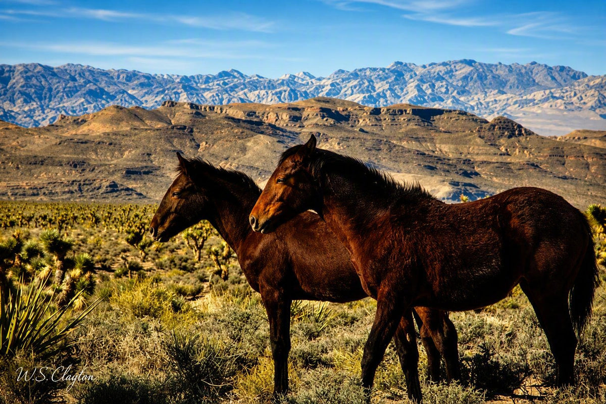 Wild Mustang Couple — Cold Creek, Nevada