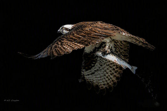 A dramatic wildlife photograph of an osprey in flight, clutching a fish in its talons against a solid black background.