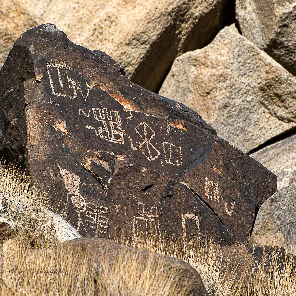 Ancient petroglyph carvings etched onto a large dark rock, surrounded by dry grass and other sunlit boulders.