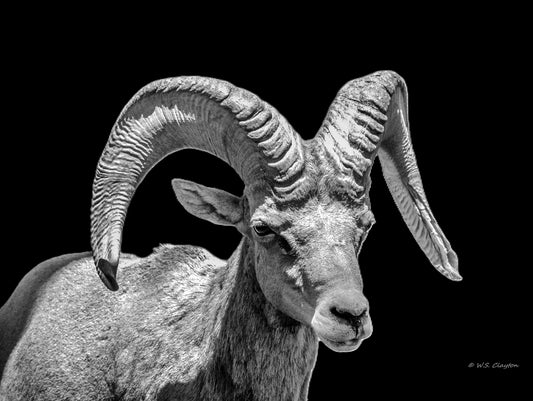 Black and white fine art photograph of a ram with large curved horns against a solid black background.