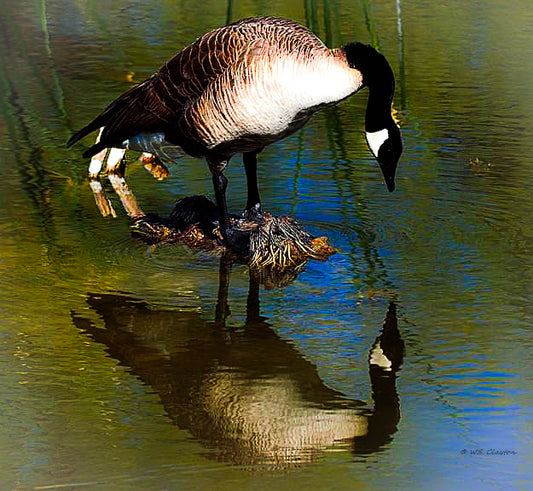 Canadian goose on a nest in a body of water with reflections