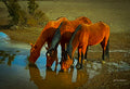 Three Wild Mustangs at Cold Creek — Nevada Wildlife Fine Art Print