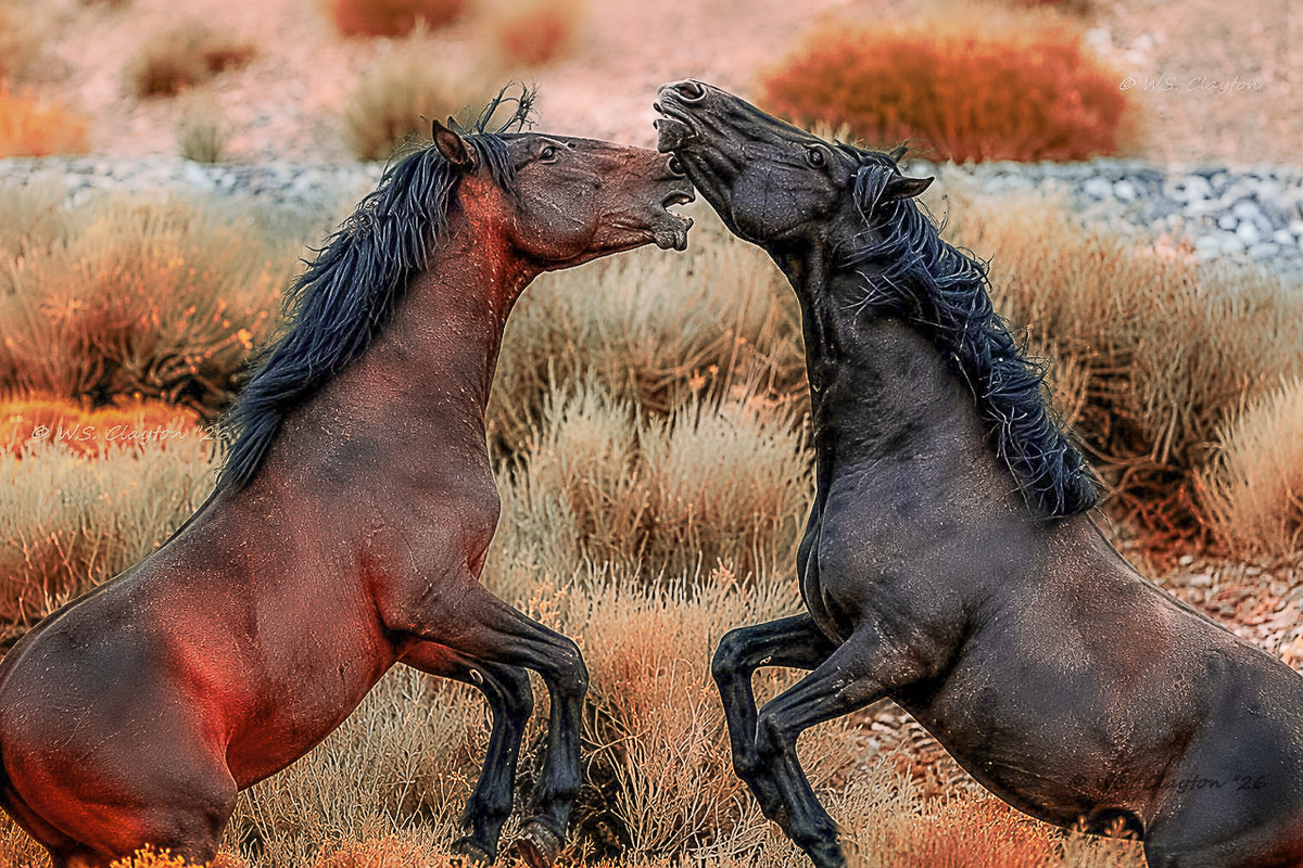 Clash of the Titans | Spirit of the Wild West
