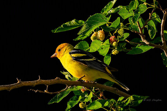 Western Tanager Noir — Limited Edition Fine Art Digital Print