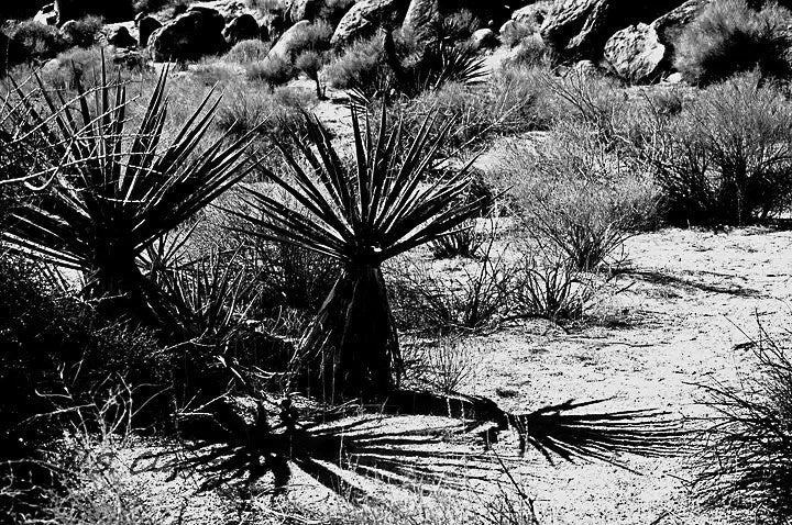 Desert landscape with cacti and shrubs in a black and white photograph