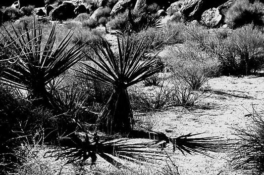 Desert landscape with cacti and shrubs in a black and white photograph