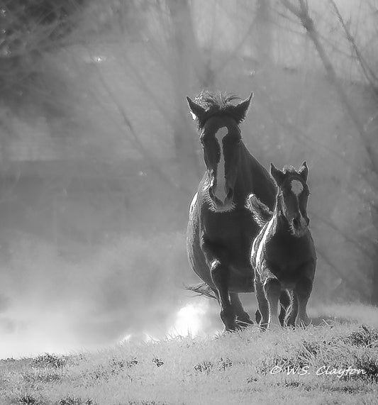 Running Free Wild Mustang — American West Fine Art Print